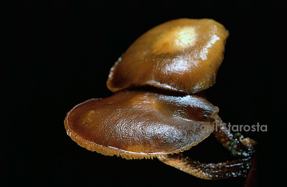 Kuehneromyces mutabilis (pholiote changeante)