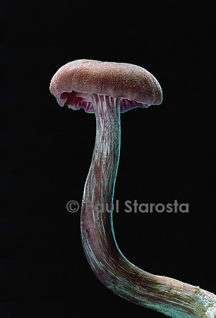 Laccaria amethystina (laccaire améthyste)