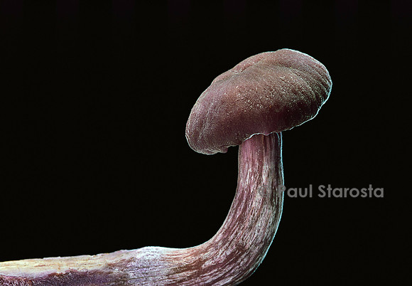 Laccaria amethystina (laccaire améthyste)