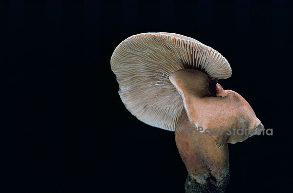 Lactarius atlanticus (lactaire)