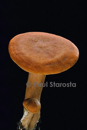 Lactarius aurantiofulvus (lactaire fauve orangé)