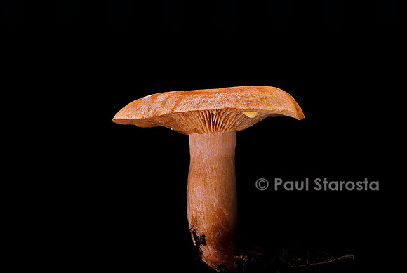 Lactarius decipiens (lactaire trompeur)