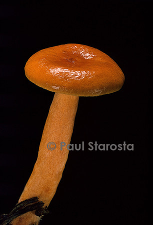 Lactarius aurantiofulvus (lactaire fauve orangé)