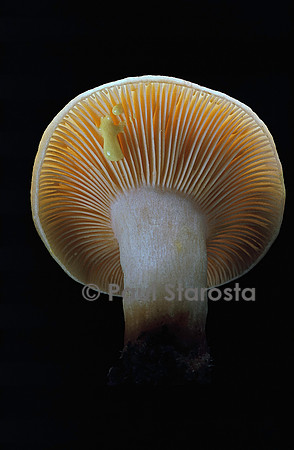 Lactarius decipiens (lactaire trompeur)