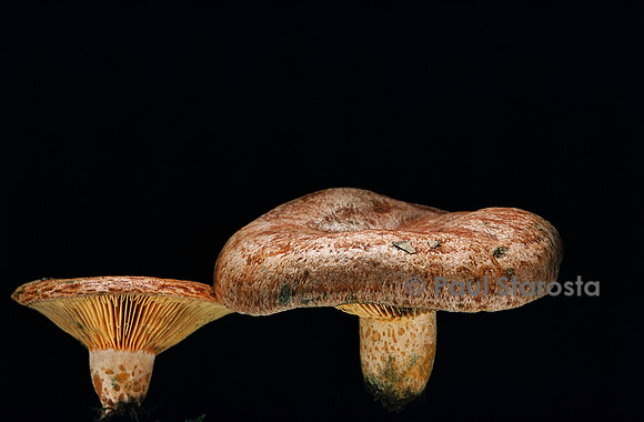 Lactarius deliciosus (lactaire délicieux)