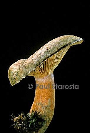 Lactarius deterrimus (lactaire lactaire)