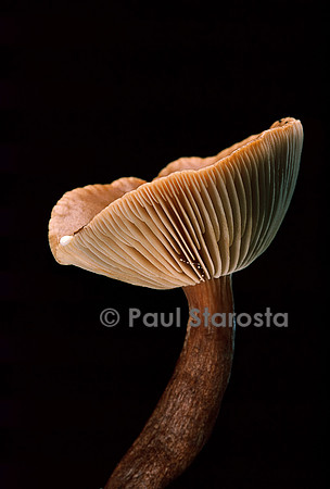 Lactarius hepaticus (lactaire hépatique)