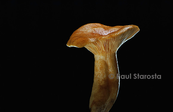 Lactarius porninsis (lactaire des mélèze)