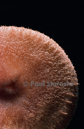 Lactarius spinosulus (lactaire épineux)