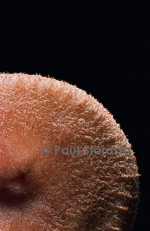 Lactarius spinosulus (lactaire épineux)