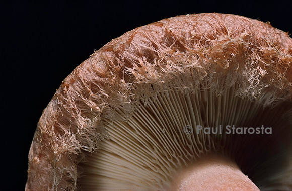 Lactarius torminosus (lactaire à toison)