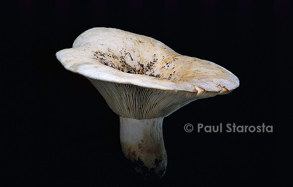 Lactarius vellereus (lactaire velouté)