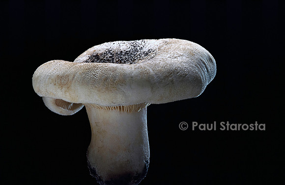 Lactarius vellereus (lactaire velouté)