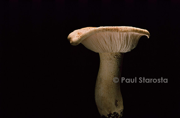 Tricholoma acerbum (tricholome acerbe)