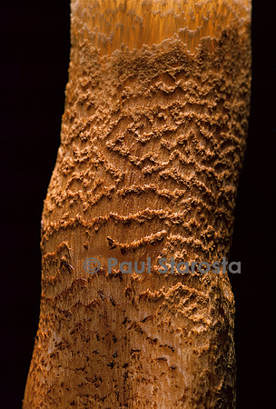 Tricholoma aurantium (tricholome orangé) - pied