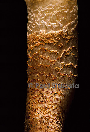 Tricholoma aurantium (tricholome orangé) - pied
