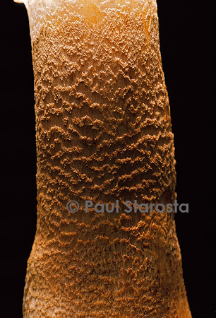 Tricholoma aurantium (tricholome orangé) - pied
