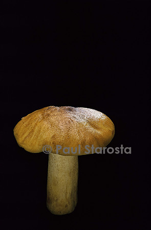 Tricholoma equestre (tricholome équestre)