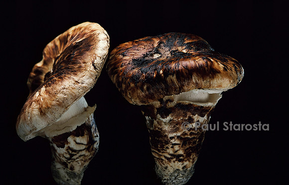 Tricholoma caligatum