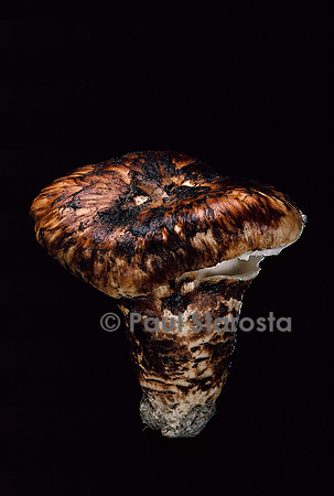 Tricholoma caligatum (tricholome chaussé)