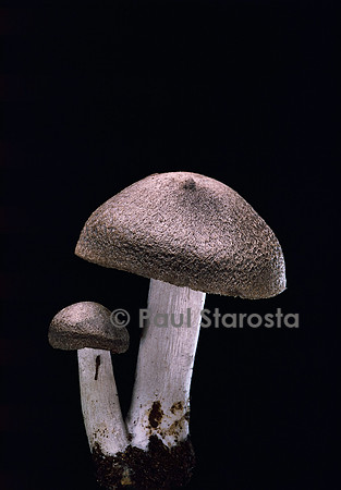 Tricholoma myomyces (griset)