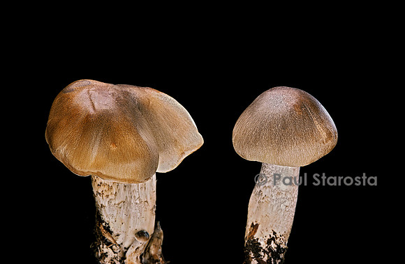 Tricholoma saponaceum (tricholome à odeur de savon)