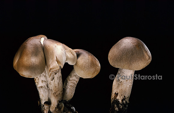 Tricholoma saponaceum (tricholome à odeur de savon)