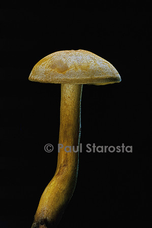 Tricholoma sulfureum (tricholome soufré)