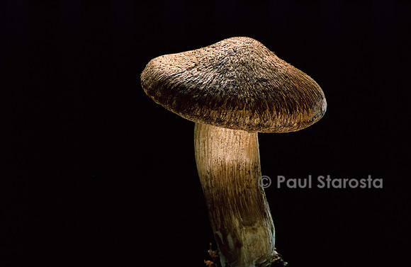 Tricholoma vaccinum (tricholome couleur de vache)