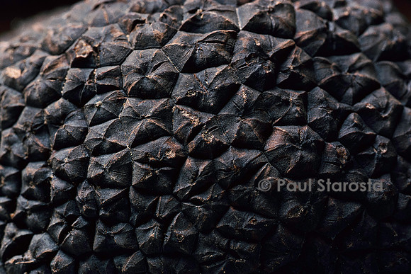 Tuber melanosporum (truffe du Périgord, truffe noire) - détail