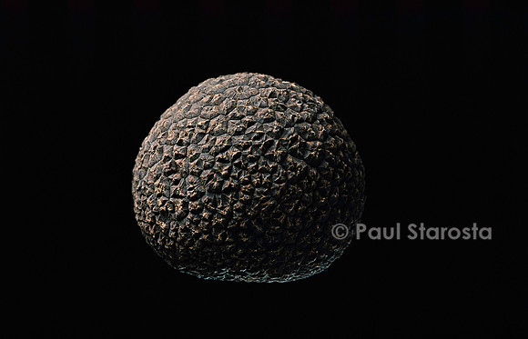 Tuber melanosporum (truffe du Périgord, truffe noire)