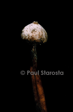 Tulostoma brumale (tulostome des brumes)