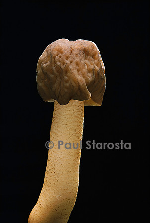 Verpa conica (verpe)