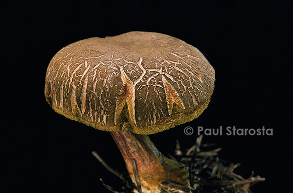 Xerocomus chrysenteron (bolet à chair jaune)