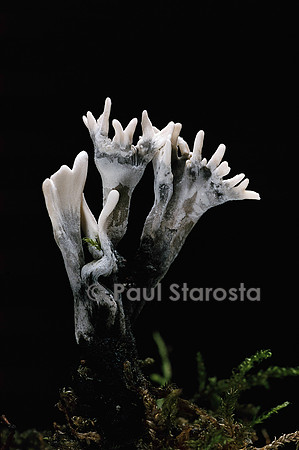 Xylaria hypoxylon  (xylaire)