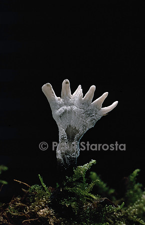 Xylaria hypoxylon  (xylaire)