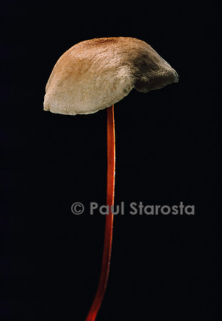 Marasmius scorodonius (marasme alliacé, marasme échalote)