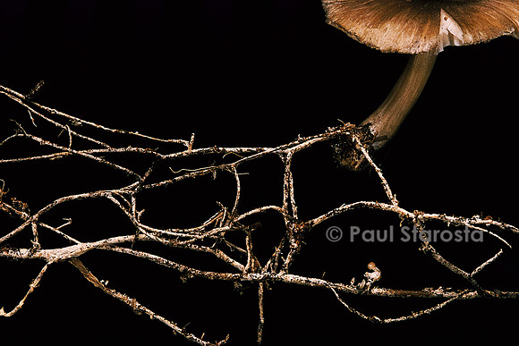 Megacollybia platyphylla (collybie) - mycelium (rhizomorphe)