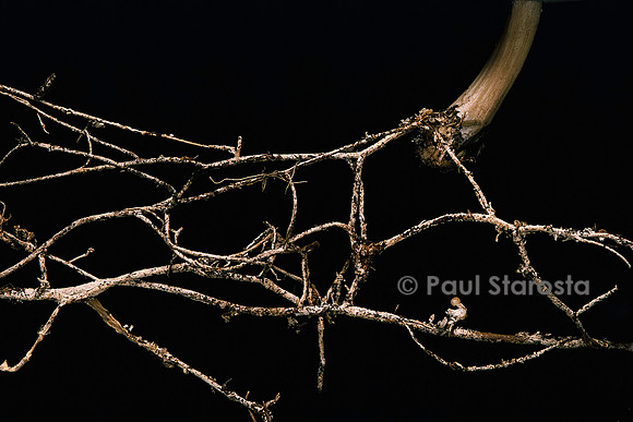Megacollybia platyphylla (collybie) - mycelium (rhizomorphe)