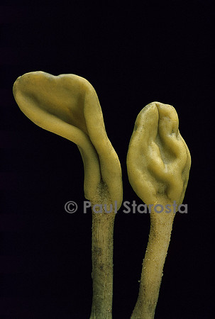 Microglossum viride