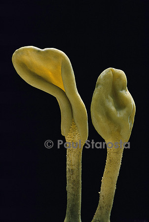 Microglossum viride