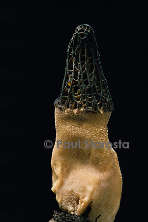 Morchella conica (morille conique)
