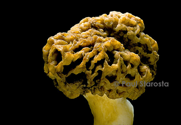 Morchella rotunda (morille blonde)