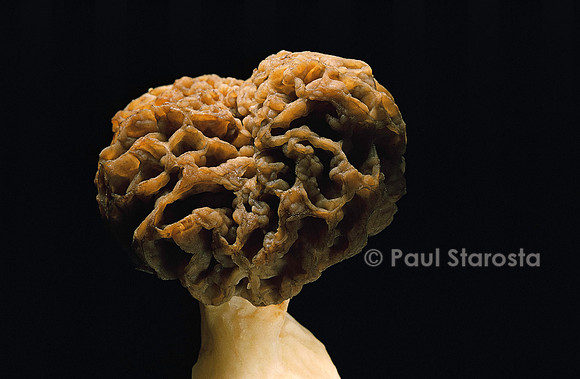 Morchella rotunda (morille blonde)