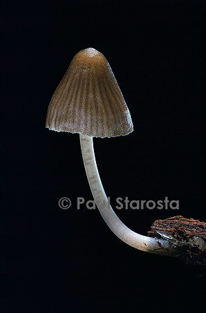 Mycena alcalina (mycène cespiteuse)