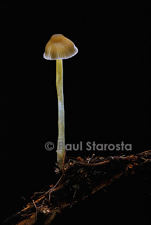 Mycena epipterygia (mycène des fougères)