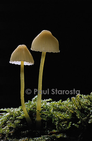 Mycena epipterygia (mycène des fougères)