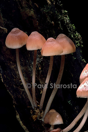 Mycena haematopus (mycène à pied rouge)