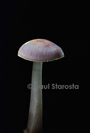 Mycena pura (mycène pure)
