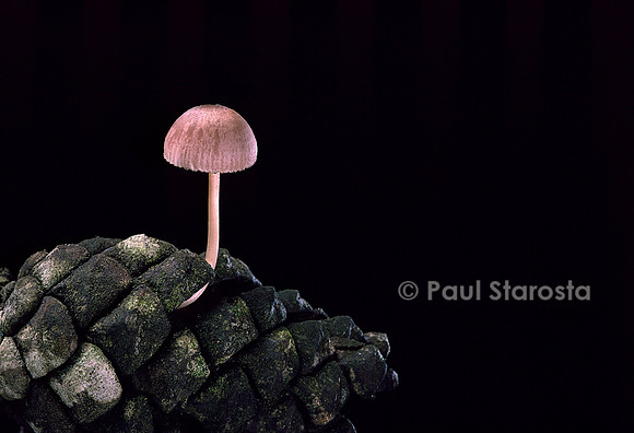 Mycena seynesii (mycène de De Seynes)